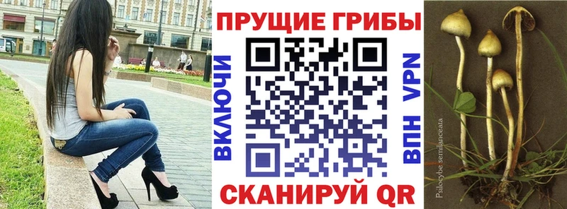 Псилоцибиновые грибы GOLDEN TEACHER  Купить закладки  Белозерск 